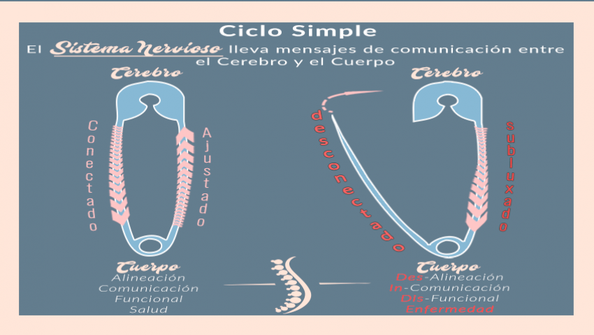 Ciclo Clip Pyn Cycle